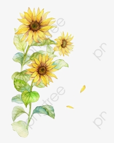 Watercolor Category - Watercolor Sunflower Clip Art, HD Png Download, Transparent PNG