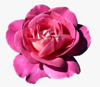 Apple Rose Clipart Clip Art Freeuse Pin By Lela Lena - Rose, HD Png Download, Transparent PNG
