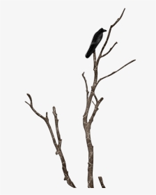 นก กับ กิ่ง ไม้, HD Png Download, Transparent PNG