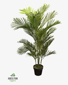 Kunstplant Areca Palm - Pond Pine, HD Png Download, Transparent PNG