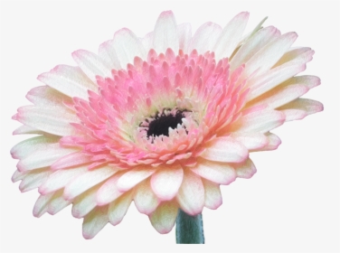 Flower Wallpaper Iphone, HD Png Download, Transparent PNG