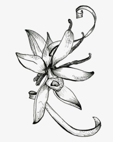 Sketch Cocoa Flower, HD Png Download, Transparent PNG
