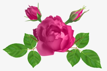 Garden Roses Clipart , Png Download - Rosa Rosadas Horizontales Png, Transparent Png, Transparent PNG