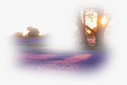 #trees #nature #foreground #background #purpleflower - Sunlight, HD Png Download, Transparent PNG