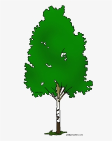 Silver Birch Tree Clipart, HD Png Download, Transparent PNG