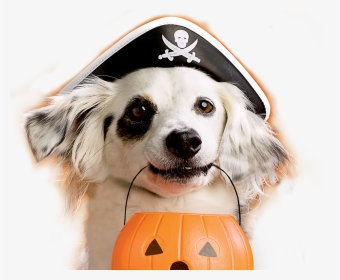 Milk Bone Study Shows Dogs Are Ultimate Trick Or Treaters - Trick Or Treating Dog, HD Png Download, Transparent PNG