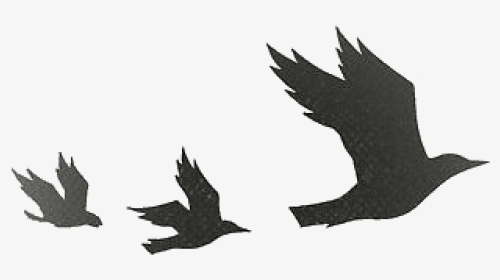 Black Bird Png, Transparent Png, Transparent PNG