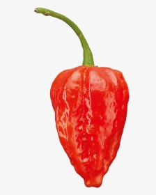 Chili Pepper Png, Transparent Png, Transparent PNG