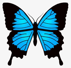 Butterfly Pics Animation Opengameart Org Preview - Real Papilio Ulysses Butterfly, HD Png Download, Transparent PNG