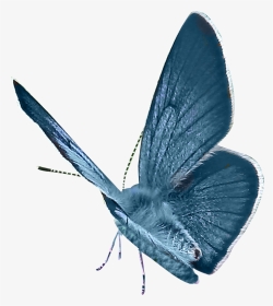 Lepidoptera, HD Png Download, Transparent PNG