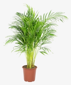 Palmier Areca Dypsis Lutescens - Areca Palm Home Depot, HD Png Download, Transparent PNG