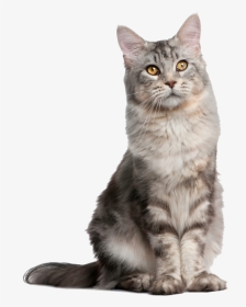Cat Sitting Up - Cat Sitting Up Straight, HD Png Download, Transparent PNG