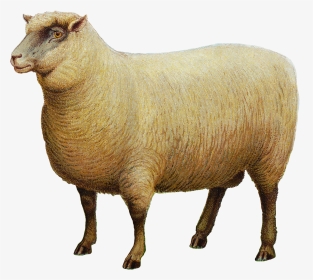 Southdown Sheep Goat Portable Network Graphics Livestock - Domba Png, Transparent Png, Transparent PNG