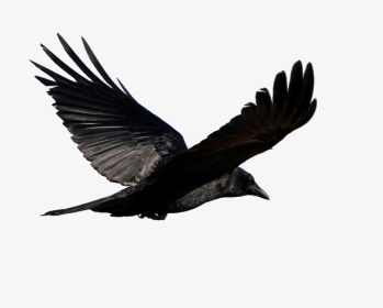 Black Bird Flying In The Sky, HD Png Download, Transparent PNG