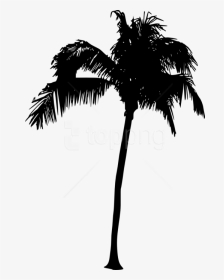 Transparent Tree Png Silhouette - Vector Palm Tree Png, Png Download, Transparent PNG