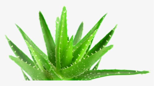 Aloe Vera Plant Hd, HD Png Download, Transparent PNG