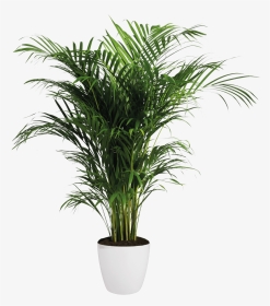 Areca Palm - Transparent Background Indoor Plants Png, Png Download, Transparent PNG