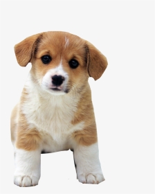 Cutest Dog Ever - Cute Dog Png, Transparent Png, Transparent PNG