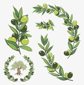 Transparent Olive Branches Clipart - Olive Tree Illustration Vector, HD Png Download, Transparent PNG