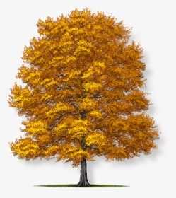 Fagus Grandifolia American Beech Tree, HD Png Download, Transparent PNG