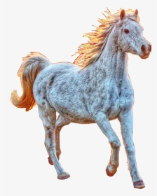 #horse #white #running #newvikstar #freetoedit - Stallion, HD Png Download, Transparent PNG