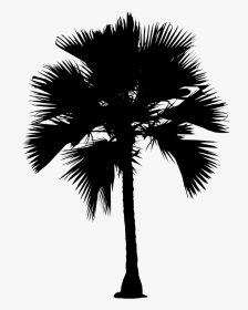 Asian Palmyra Palm Date Palm Silhouette Palm Trees - Palmyra Tree Clipart, HD Png Download, Transparent PNG
