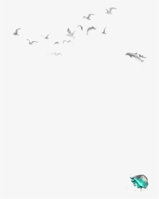 Flock, HD Png Download, Transparent PNG