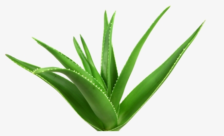 Your Skins Nutrition Business - Aloe Vera Images Hd, HD Png Download, Transparent PNG
