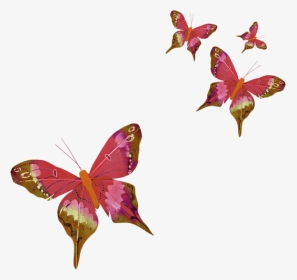 Butterfly Three Letter Acronym - Butterfly Gif Png, Transparent Png, Transparent PNG