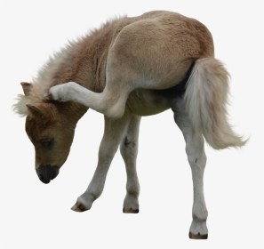 Miniature Horse White Background, HD Png Download, Transparent PNG