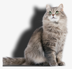 Pet Sitting Swindon - Grooming Pets, HD Png Download, Transparent PNG