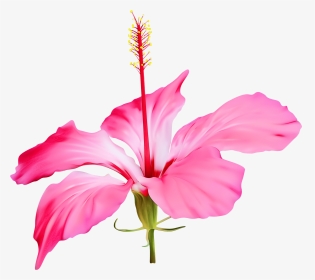 Clip Art Shoeblackplant Portable Network Graphics Flower - Hawaii Flower Transparent Free, HD Png Download, Transparent PNG