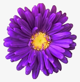 Daisy Purple Download Transparent Png Image - Purple Daisy Transparent Background, Png Download, Transparent PNG