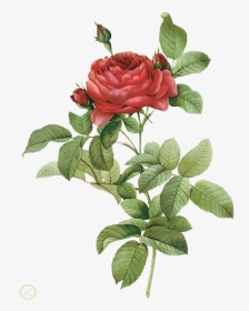 Flower Illustration Png Flower Illustration By Pierre - Rose Botanical Flowers Drawings, Transparent Png, Transparent PNG