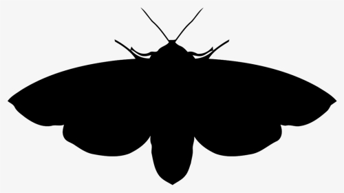 Moths - Brush-footed Butterfly, HD Png Download, Transparent PNG