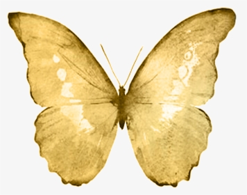 Goldb - Watercolor Butterfly White Background, HD Png Download, Transparent PNG