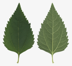 Transparent Leaf Texture Png - Birch Tree Leaf Texture, Png Download, Transparent PNG