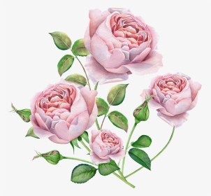 Rose, English, Rose Watercolor Roses, Pink Color, Beautiful - English Rose Photos Download, HD Png Download, Transparent PNG