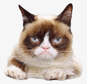 Grumpy Cat Face Png File - I M Going To Kick Your Ass, Transparent Png, Transparent PNG