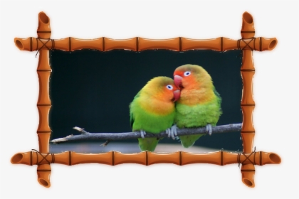 Love Birds With Quotes, HD Png Download, Transparent PNG