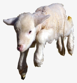 Sheep, HD Png Download, Transparent PNG