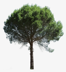 Pino Marittimo Prospetto Png, Transparent Png, Transparent PNG