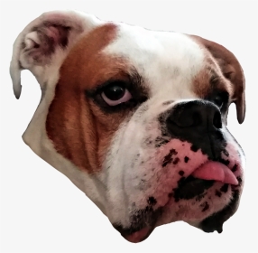 #dog #bulldog #funny #tongueout - Australian Bulldog, HD Png Download, Transparent PNG