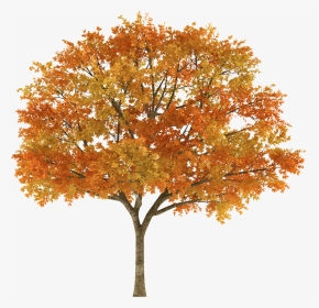 Orange Tree - Autumn Tree White Background, HD Png Download, Transparent PNG