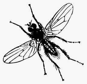 Root Fly - Clip Art Image Of Insect, HD Png Download, Transparent PNG