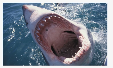 Shark Mouth Close Up, HD Png Download, Transparent PNG