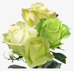 Beautiful Assorted Green Roses, HD Png Download, Transparent PNG