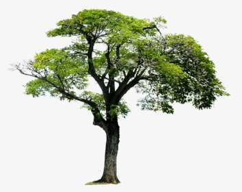 Transparent Landscaping Clipart Tree - Imagens De Arvores Png, Png Download, Transparent PNG