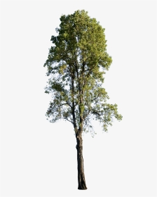 Populus Nigra Tree Png, Transparent Png, Transparent PNG