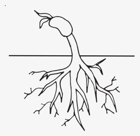Free Tree With Roots Clipart Black And White Download - Root Clipart Black And White, HD Png Download, Transparent PNG